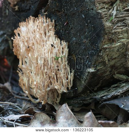 Clavulina pyxidata mushrooms on an old stump