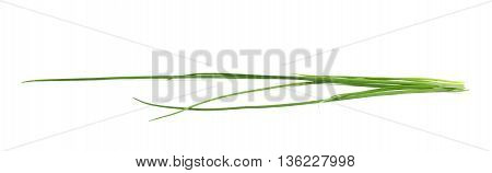Green onion scallions isolated over the white background