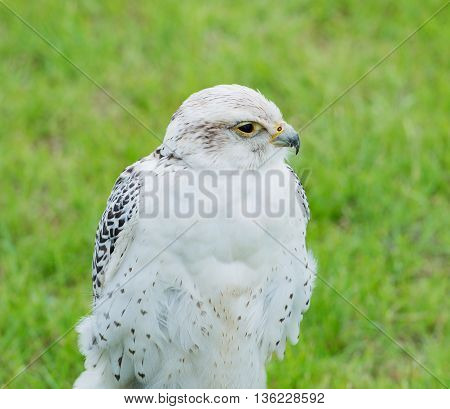 Close up of a falcon bird of prey