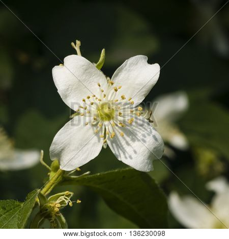 White flowers on mock-orange shrub with bokeh background macro selective focus shallow DOF