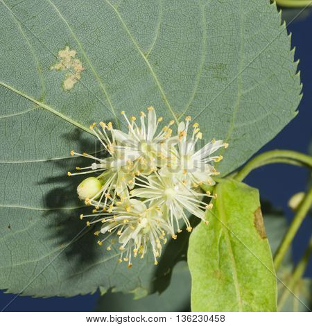 Small-leaved lime or littleleaf linden Tilia cordata flowers macro selective focus shallow DOF