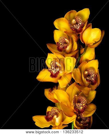 yellow orchid isolated on black background, flowwer