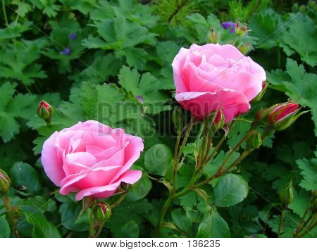 กุหลาบสีชมพู