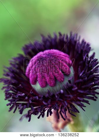 Head of overblown sown garden decoratice poppy