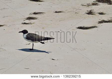 Laughing gull (Larus Atricilla) on the beach at Honeymoon Island State Park, in Dunedin,