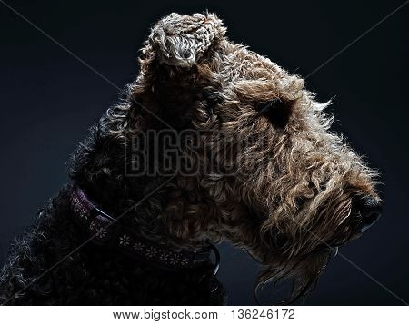 Airdale Terrier Portrait