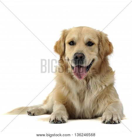 Golden Retriever Lying On Thw White Studio