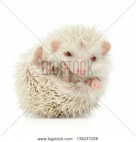 Albino Hedgehog in the white photo studio