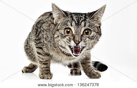 Scarry Cat In The White Studio Floor