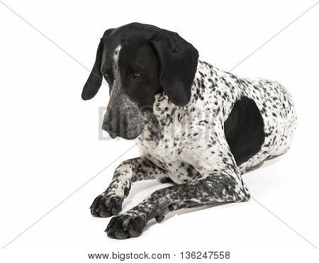 German Pointer Lying In The Studio Floor And Looking Down