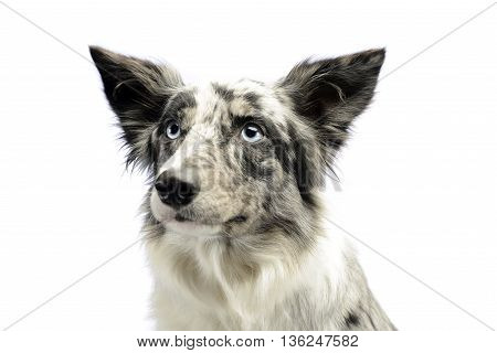 Border Collie Portrait In The White Studio