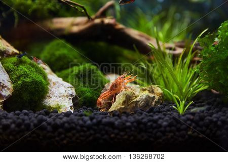 Mexican orange freshwater crayfish in the aquarium selective focus and space for text