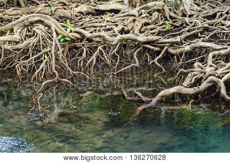 The roots of the mangrove trees close up.