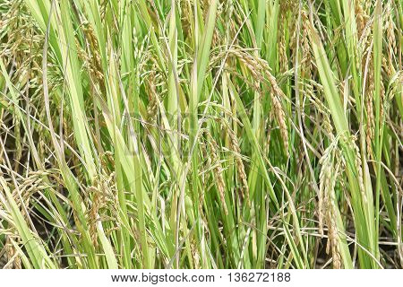 Close up of ear of paddy rice. Ear of rice in paddy rice field under sunrise.