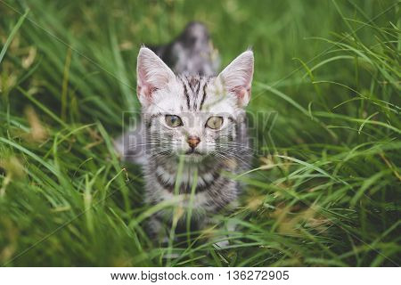 Cute American Short Hair kitten playing on green grass