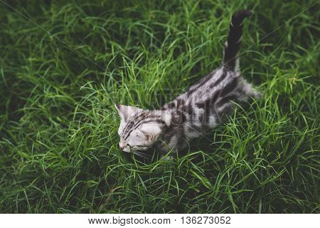Cute American Short Hair kitten playing on green grass