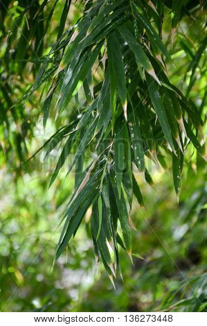 fresh green green bamboo leaves in nature garden
