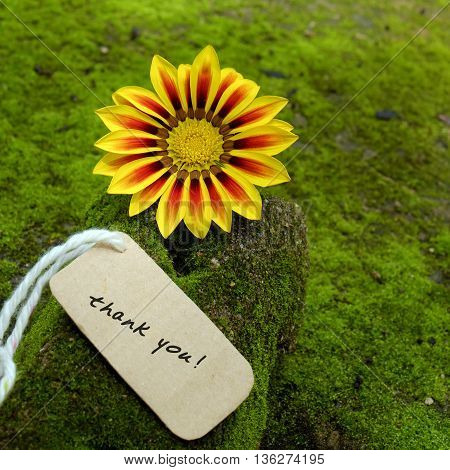 Thank You Background, Daisy Flower