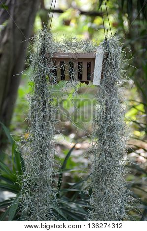 close up Tillandsia usneoides plants in nature garden