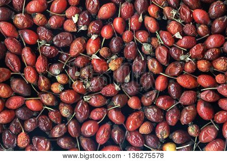 Ripe berries of wild rose on a black background