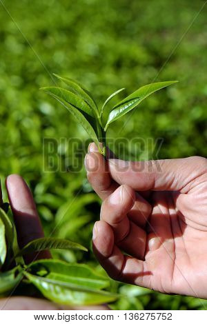 Man Hand Pick Tea Leaf
