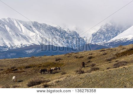 Scenic view with the beautiful mountains with snow and glaciers and a herd of horses grazing on a hillside with sparse vegetation