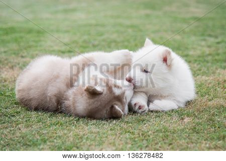 Cute siberian husky puppies lying on green grass