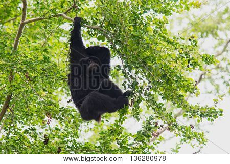 Nature siamang Gibbon hanging in the tree.
