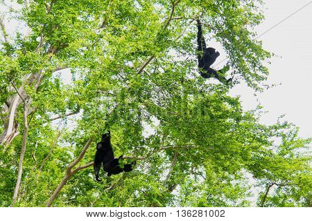 Two Siamang Gibbons hanging in the tree.