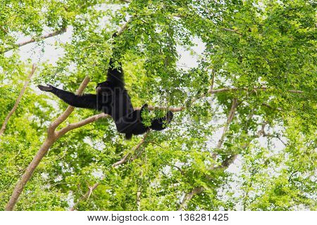 Close up siamang Gibbon hanging in the tree.