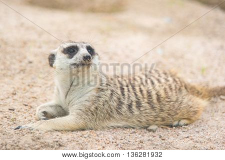 Close up of meerkat lying in nature