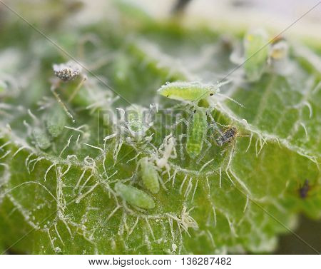 Green Aphids Macro