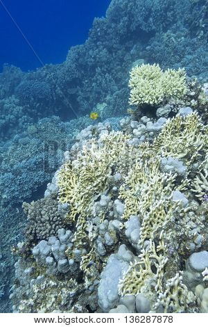 coral reef with yellow fire coral at the bottom of tropical sea underwater