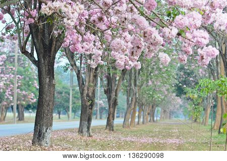 Pink Of Sakura Flower Tree So Beautiful Nature Landscape For February