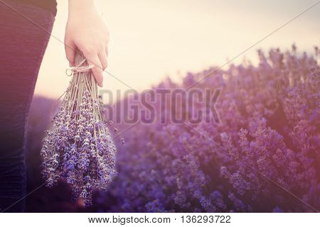 Gathering a bouquet of lavender. Girl hand holding a bouquet of fresh lavender in lavender field. Sun sun haze glare. Purple tinting