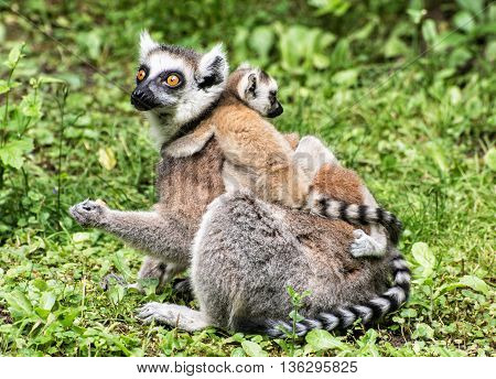 Ring-tailed lemur - Lemur catta - with cubs in the greenery. Animal scene. Beauty in nature. Animals playing.