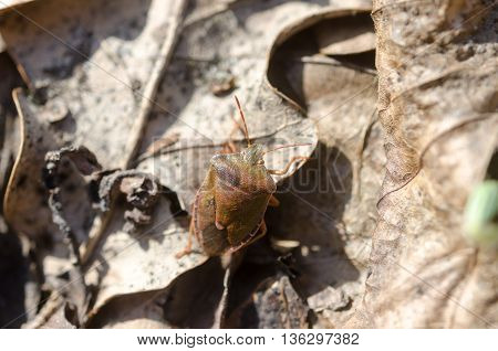Little Bug In The Forest