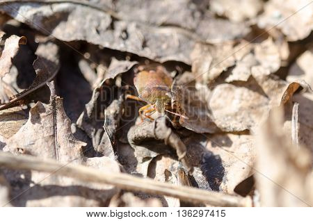 Little Bug In The Forest