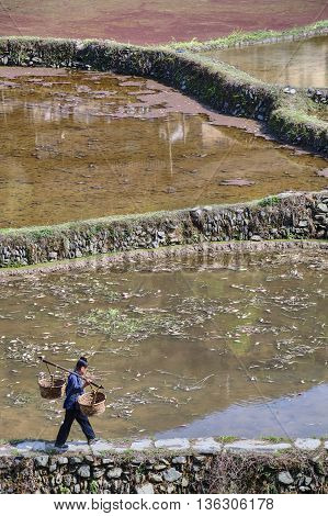 Zhaoxing Dong Village Guizhou Province China - April 8 2010: Chinese woman carries empty wicker basket on the beam passing the flooded rice fields in spring time.