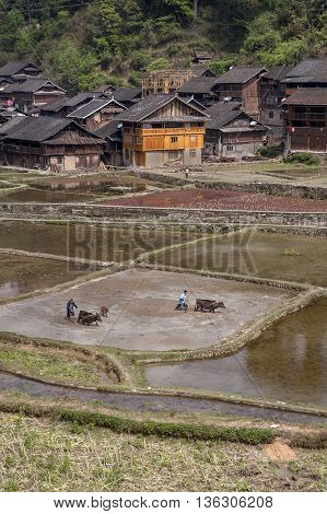 Zhaoxing Dong Village Guizhou Province China - April 8 2010: Cultivated land in the southwest of China farmers plow the soil to a flooded paddy field near the village of ethnic minorities.