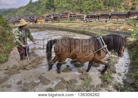 Zhaoxing Dong Village Guizhou Province China - April 8 2010: Chinese farmers plow soil in rice fields near minority village using power of horses.