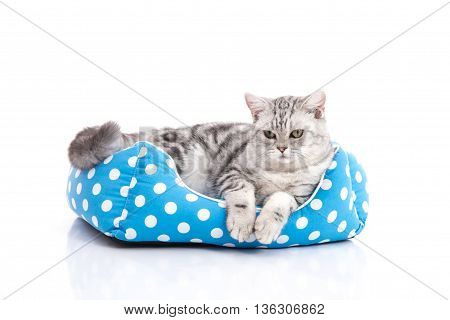 Cute American Shorthair kitten lying in cat bed on white background isolared