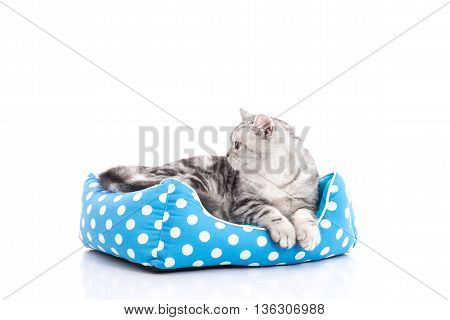 Cute American Shorthair kitten lying in cat bed on white background isolared