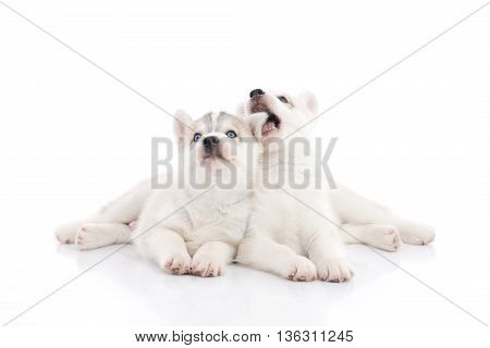Two siberian husky puppies lying and looking on white background isolated