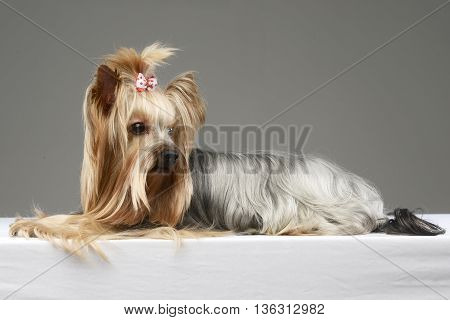 Long Hair Yorshire Terrier Lying In A Studio