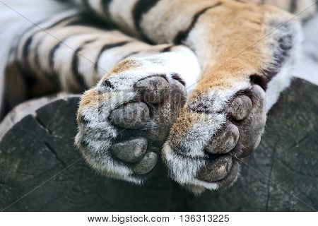 the hind legs of the tiger closeup