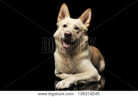 German Shepherd Lying In A Dark Studio