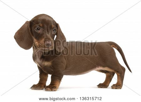 Lovely Puppy Dachshund Standard In White Studio