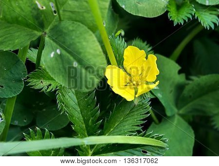 Silverweed, Potentilla anserina leaf and yellow flower.
