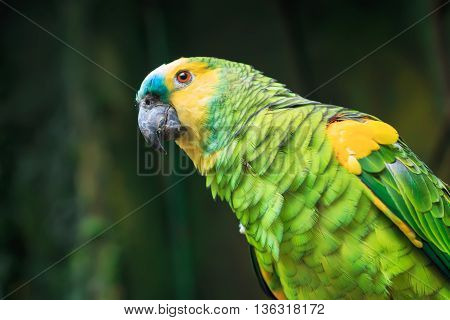 Single Blue-Fronted Amazon Parrot (Amazona aestiva) closeup